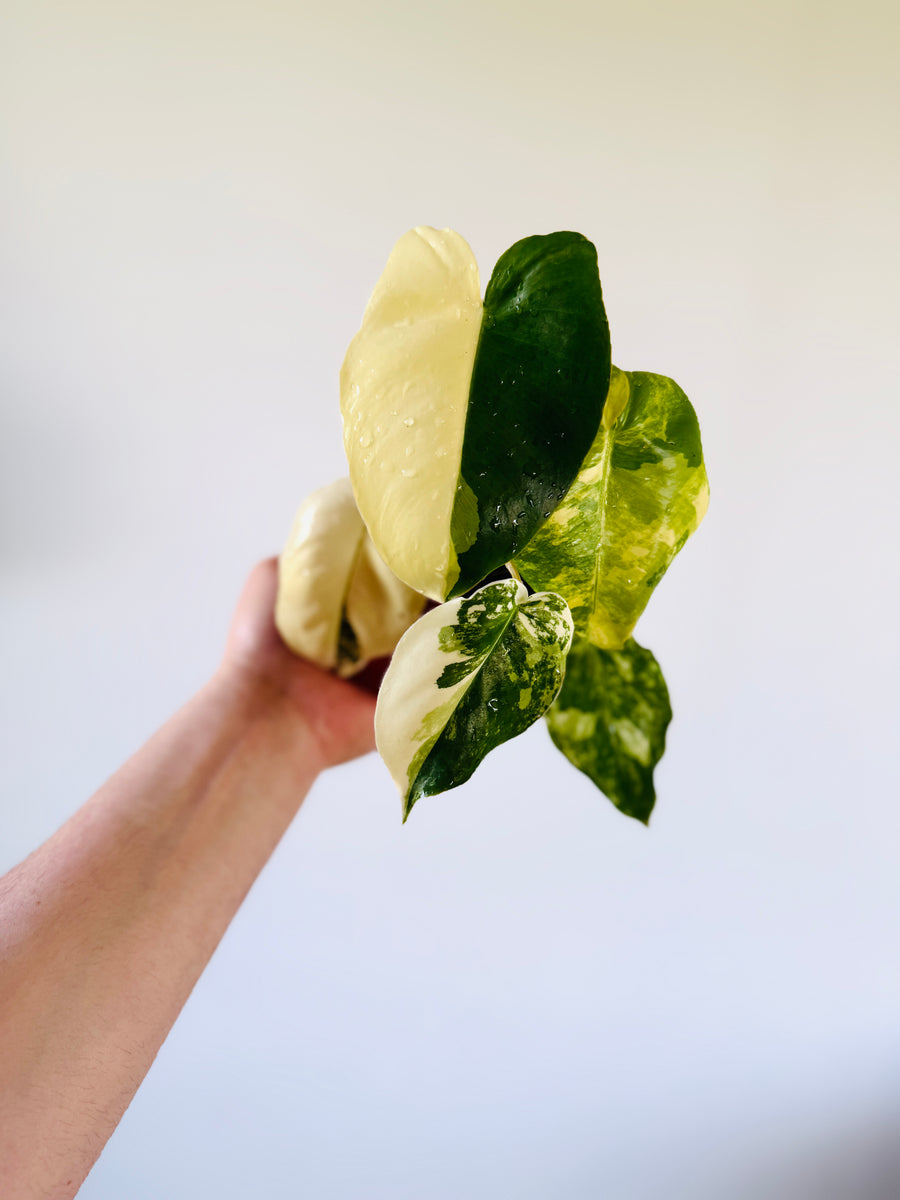 Philodendron Burle Marx Albo Variegata - 4” Pot