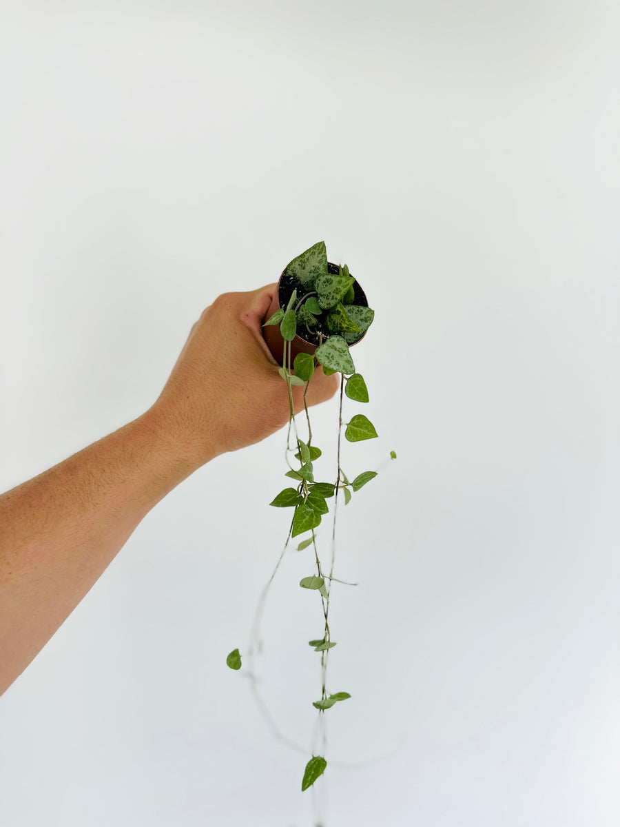 String of Arrows - Ceropegia Woodii - 2