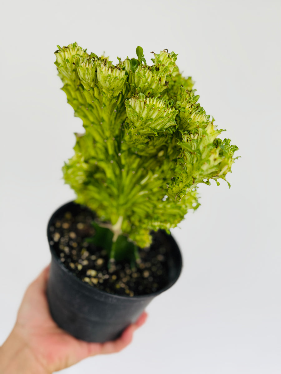 Euphorbia Cristata 'Mint' - Mint Coral Cactus - 6