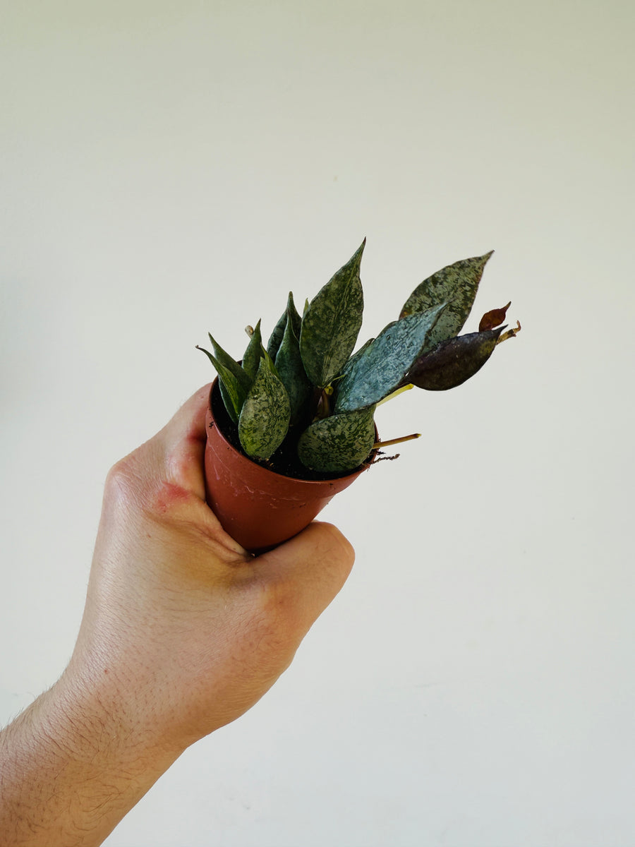 Hoya Lacunosa 'Leopard Skin' - 2” Pot