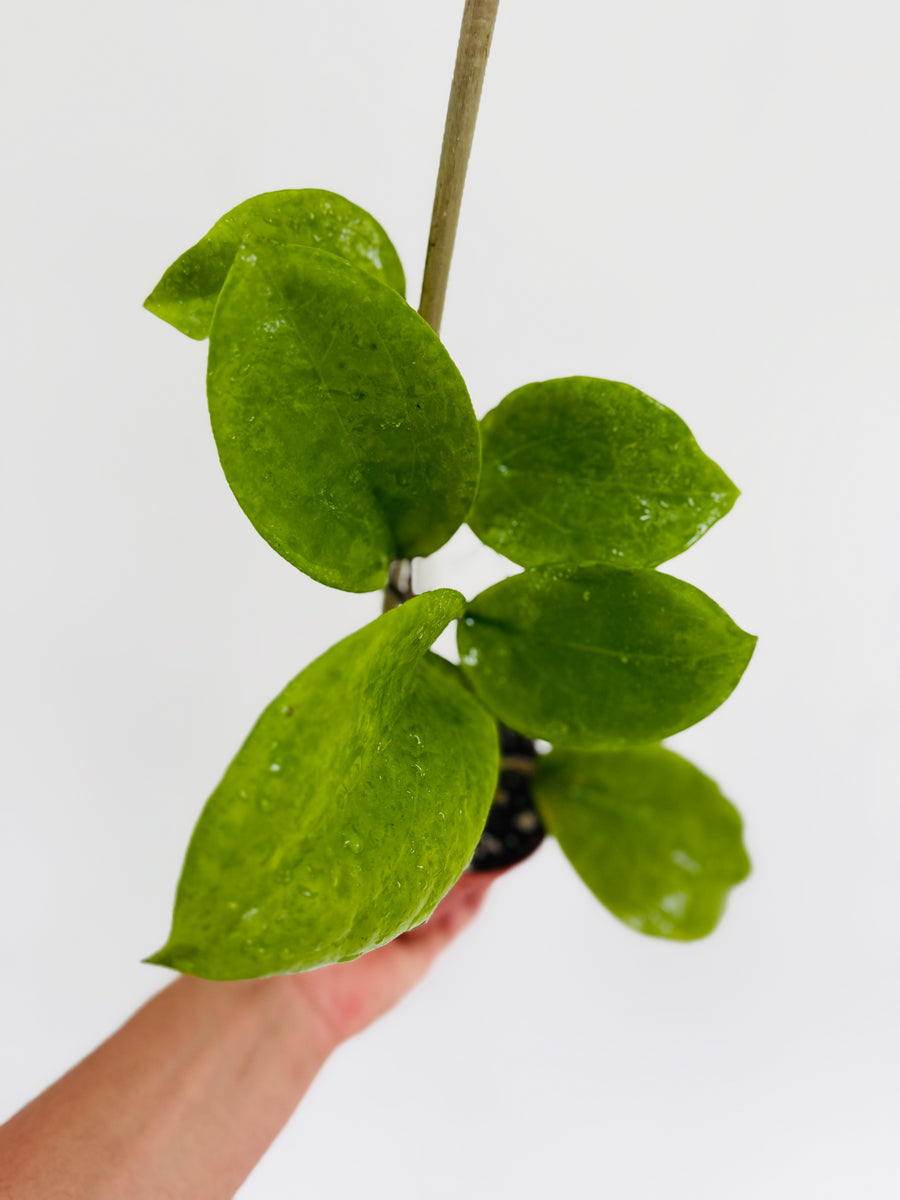 Hoya sp. Borneo 'Round Leaf' - 4” Pot