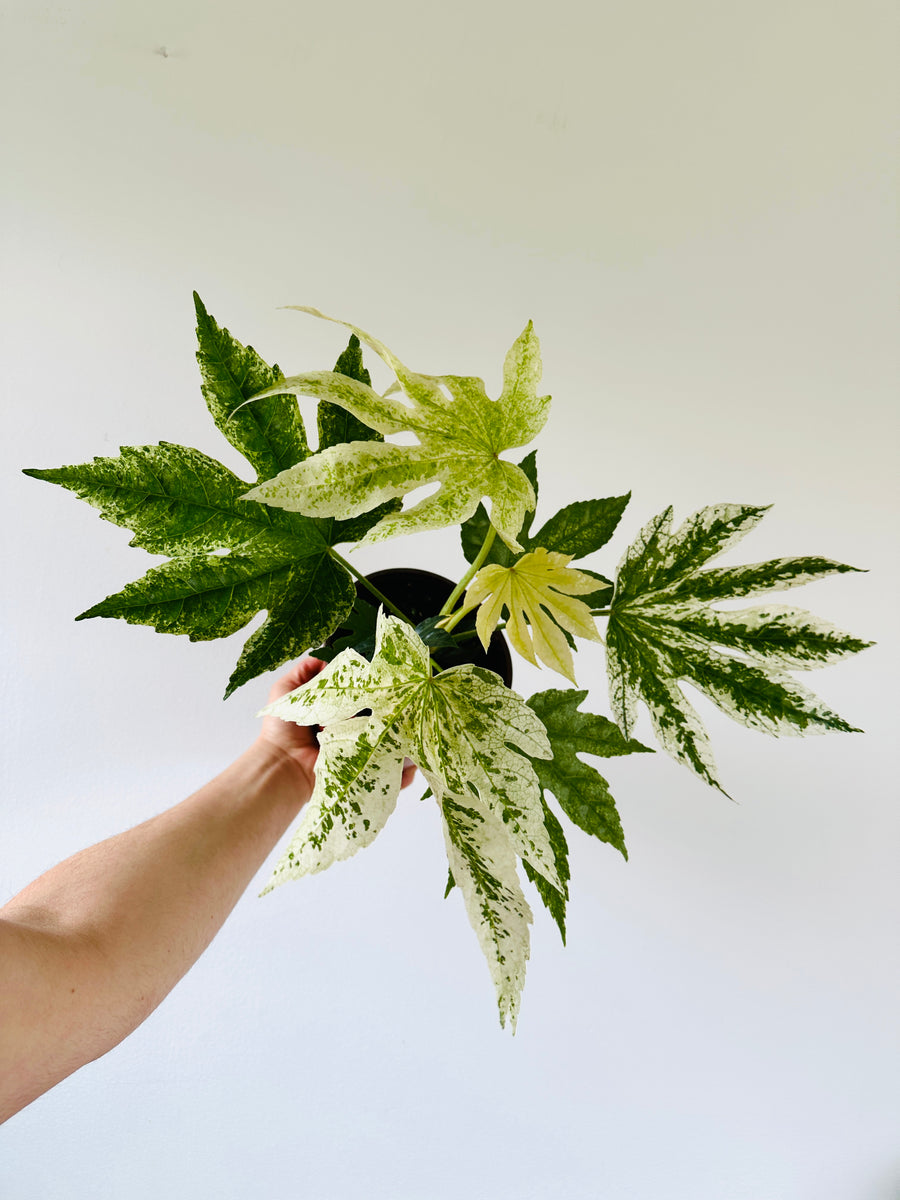 Fatsia Japonica Variegata - Very Large - 6