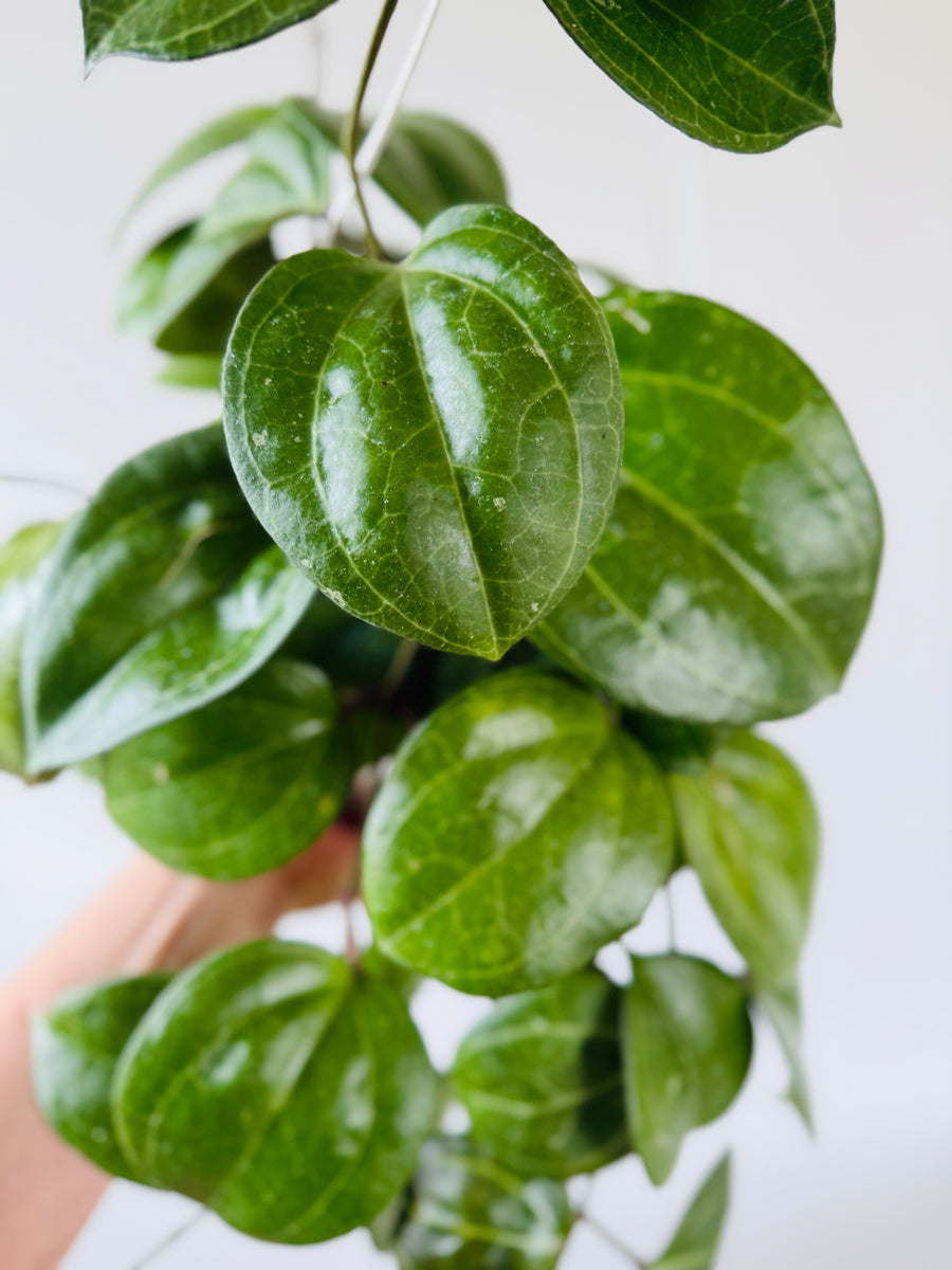 Hoya Sulawesi GPS 8867 (Exact Plant) - Mother Plant - 4