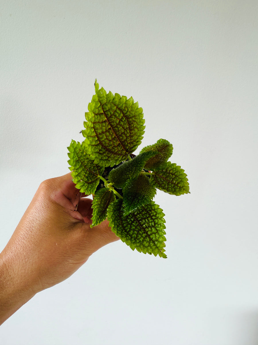 Pilea Moon Valley - Lunar Plant - 2” Pot