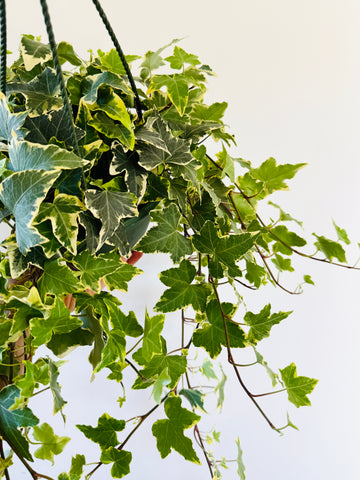 Variegated English Ivy - Hedera Helix Variegatum - 6