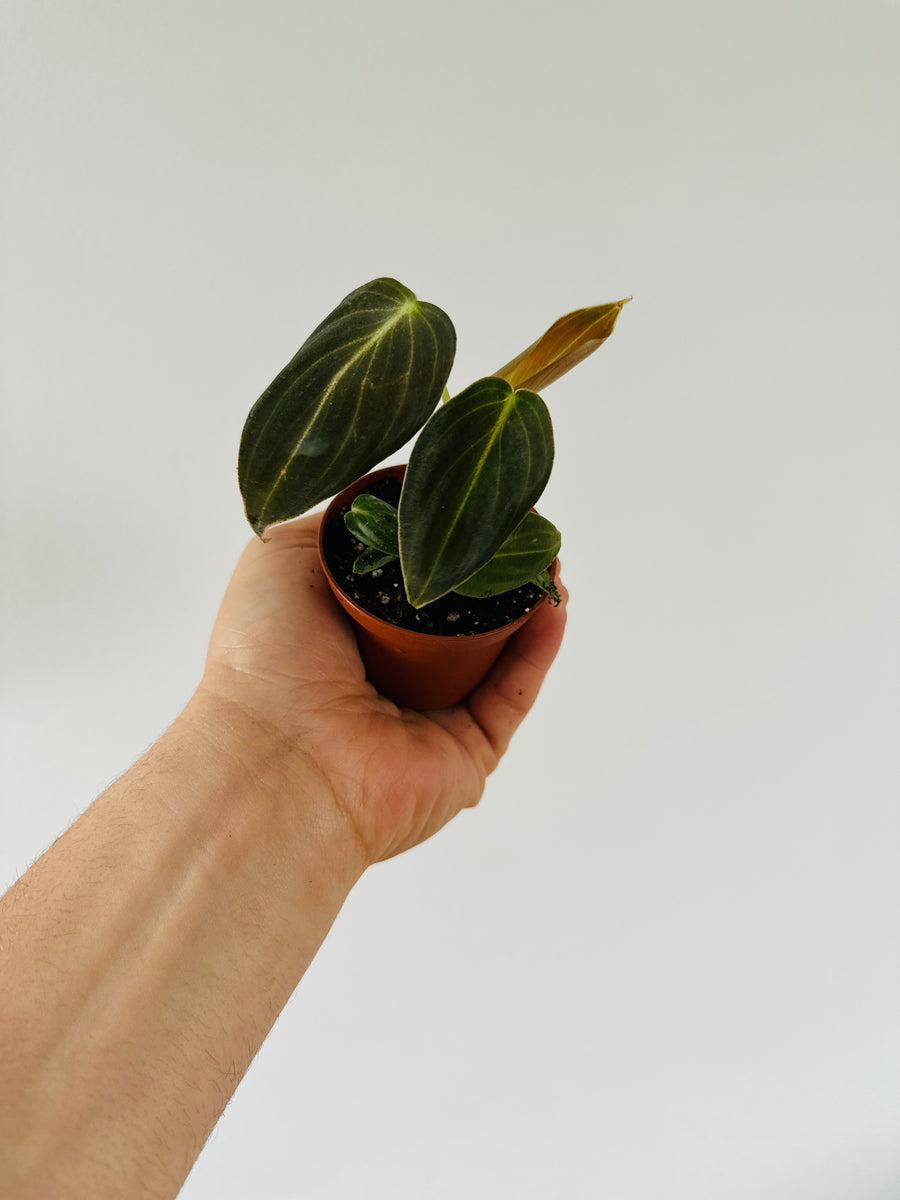 Philodendron Andreanum - Rare Aroid - 2” Pot