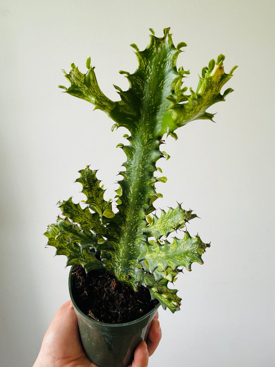 Variegated Euphorbia Trigona - Variegated African Milk Tree - 4