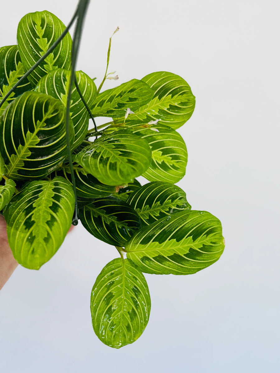 Maranta Lemon - Lemon Lime Prayer Plant - Hanging Basket - 6