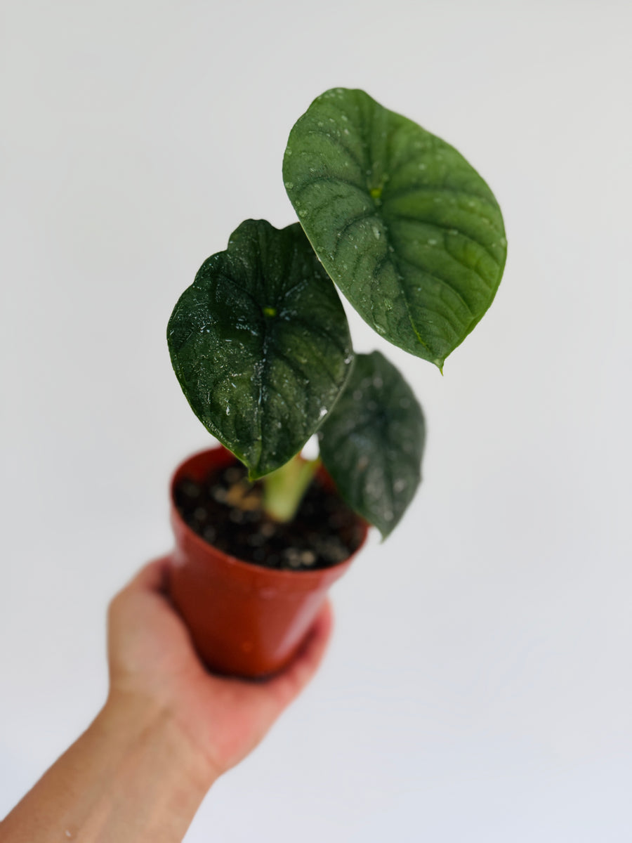 Alocasia Melo- Jewel Alocasia - 4” Pot