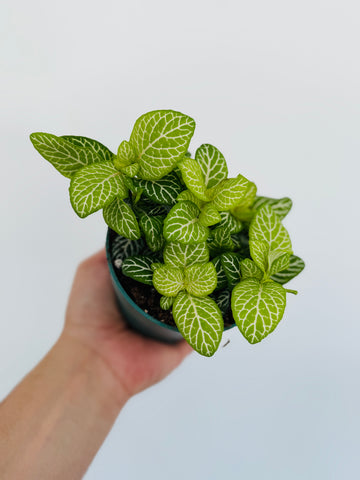 Fittonia Jolly Lemon - 4