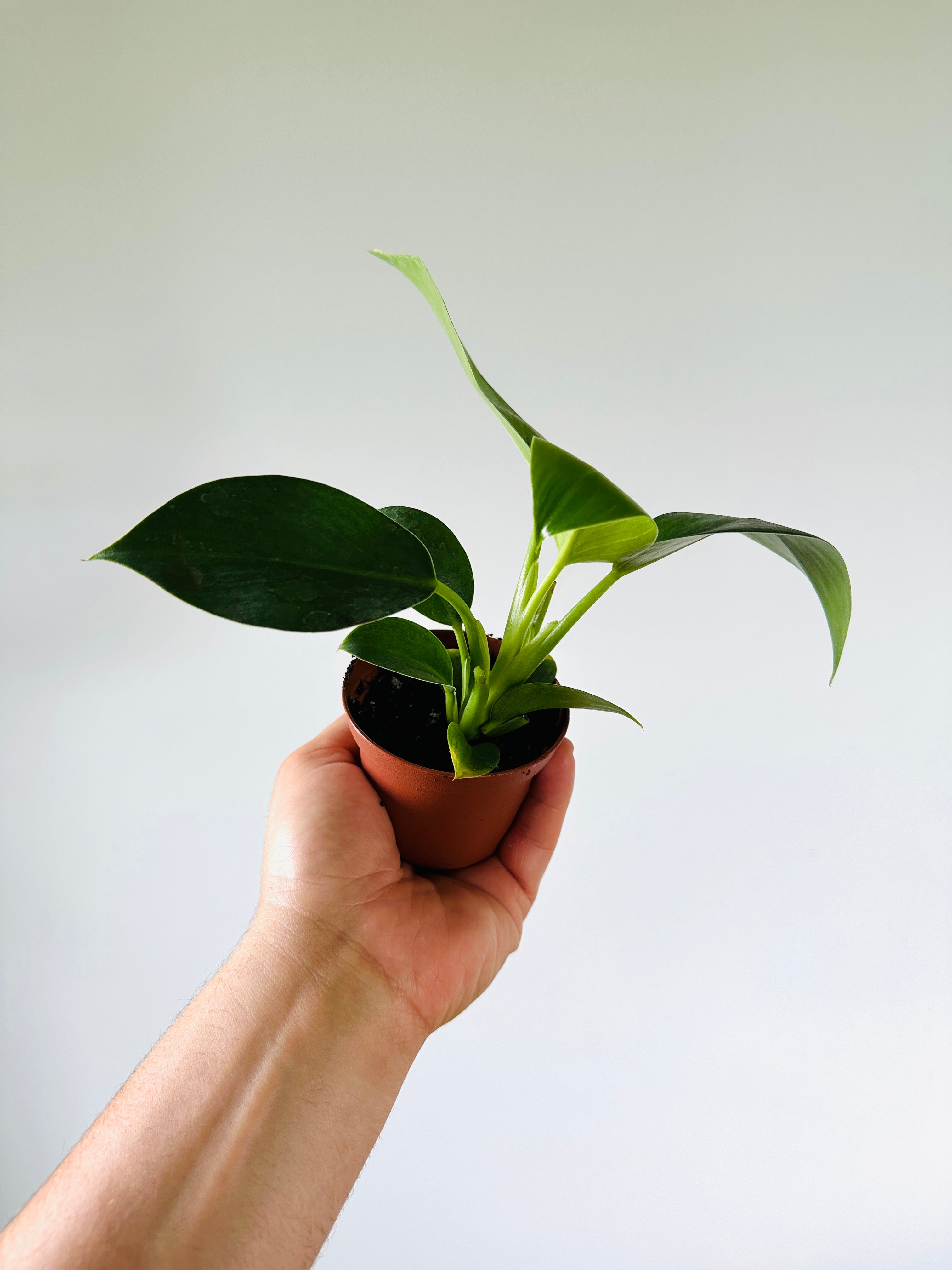 Philodendron Congo Apple 3" Pot Brumley & Bloom