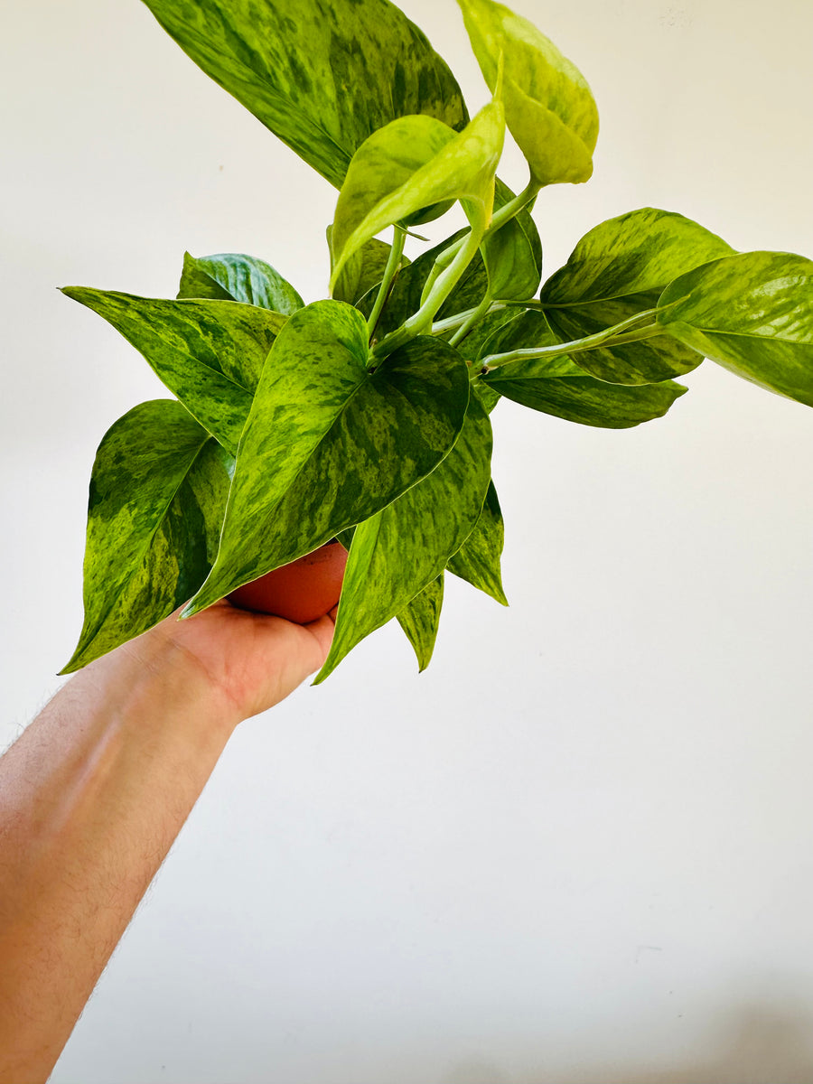Pothos Jessenia - High Variegation - 4” Pot