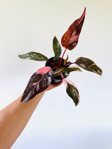 Philodendron Pink Princess Galaxy King - High Variegation - 4