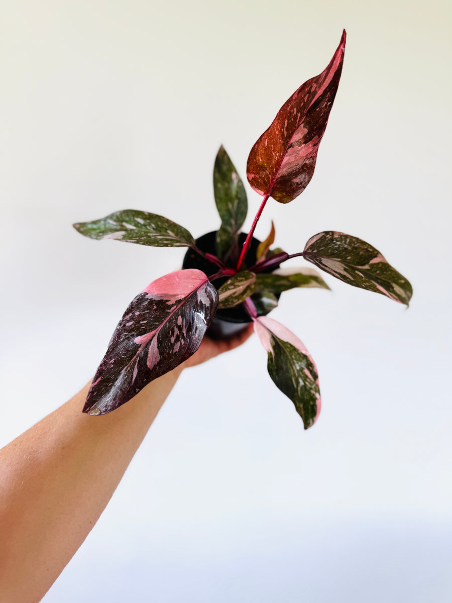 Philodendron Pink Princess Galaxy King - High Variegation - 4