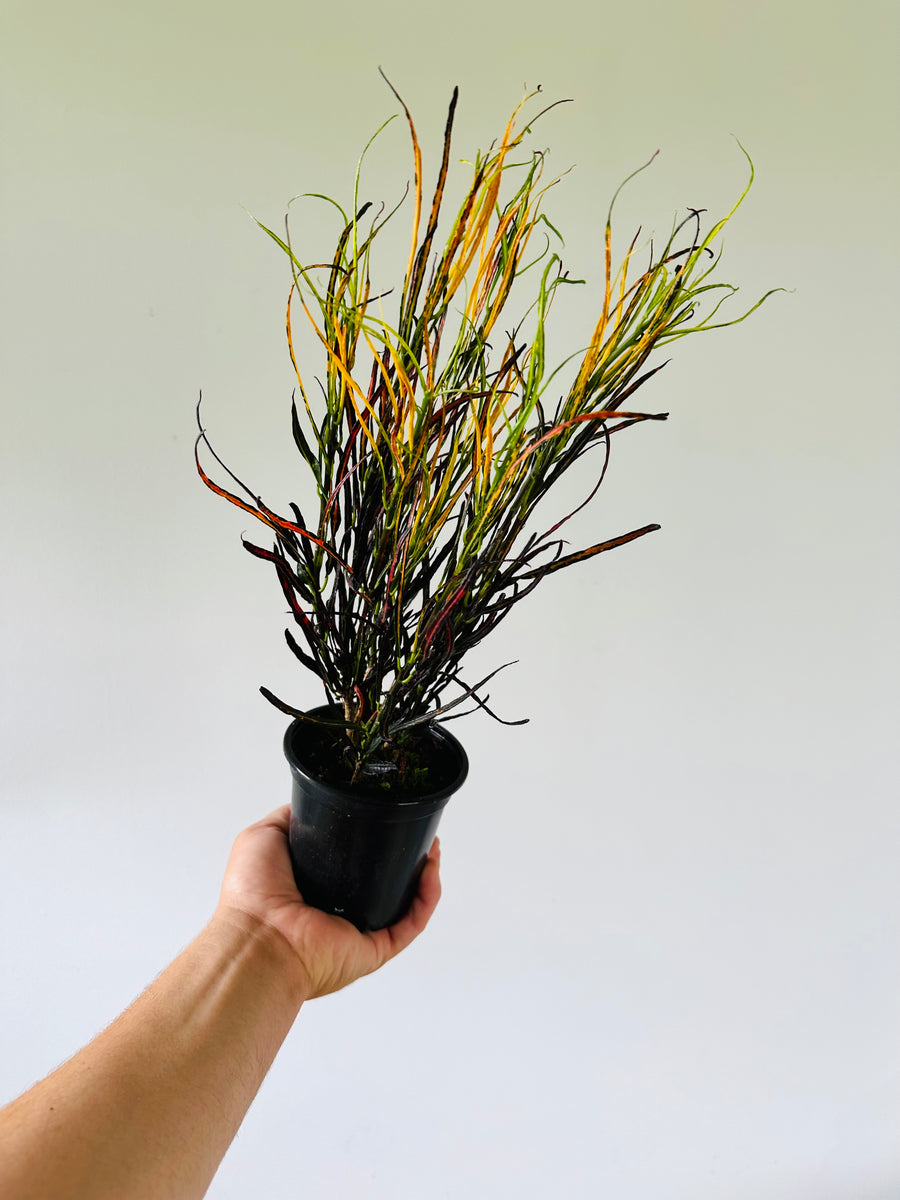 Croton Piccaso's Paintbrush - 4