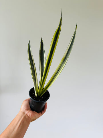 Sansevieria Bantel's Sensation - High Variegation - 4