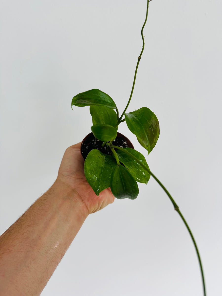 Hoya Quinquenervia - 3