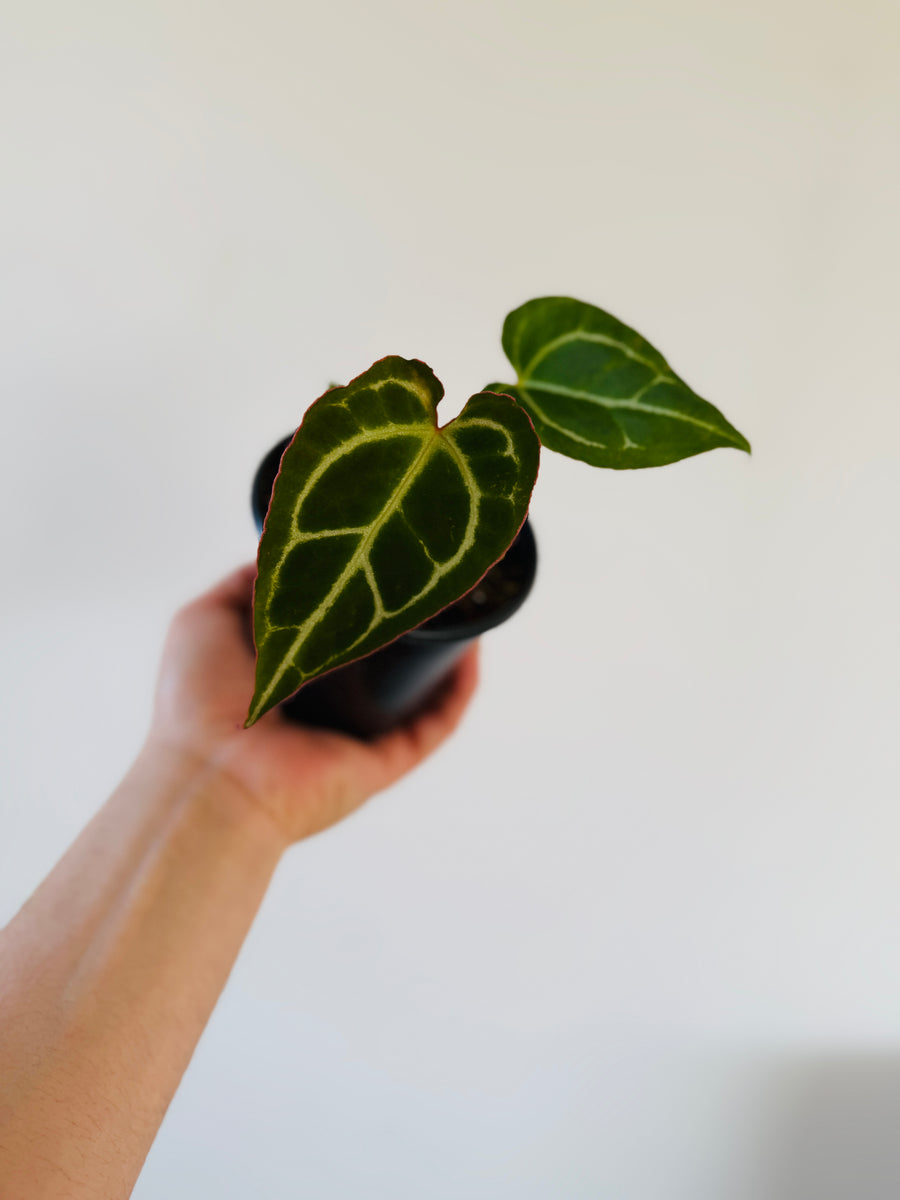 Anthurium Crystallinum x Ace of Spades - Hybrid Anthurium - 4