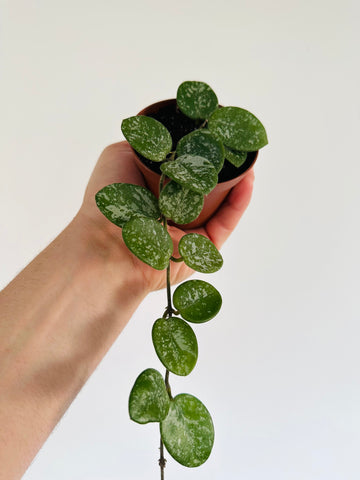 Hoya Mathilde 'Splash' - Vining - 3