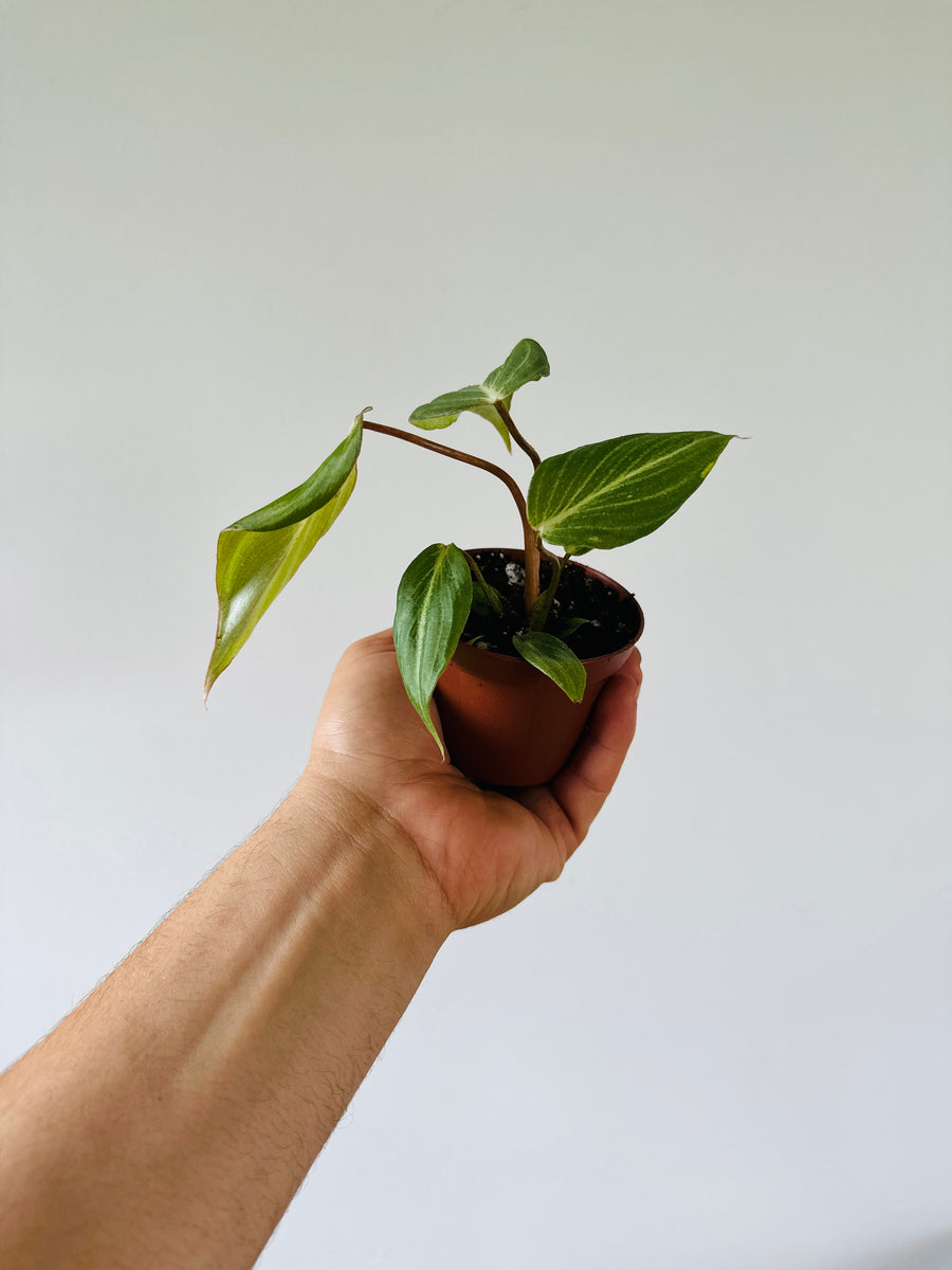 Philodendron Gloriosum Pink - Rare Aroid - 3