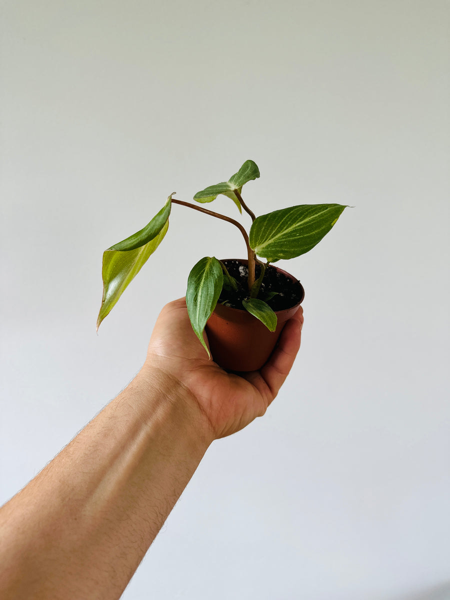 Philodendron Gloriosum - Rare Aroid - 3