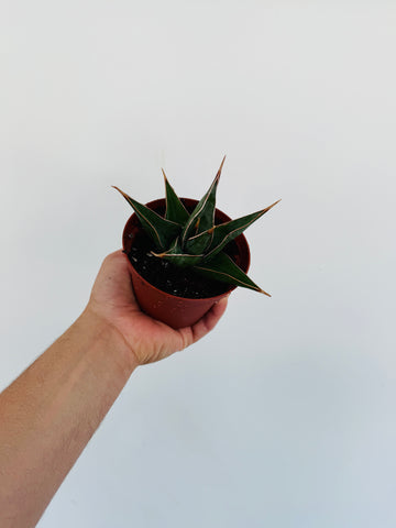 Sansevieria Pinguicula - 4