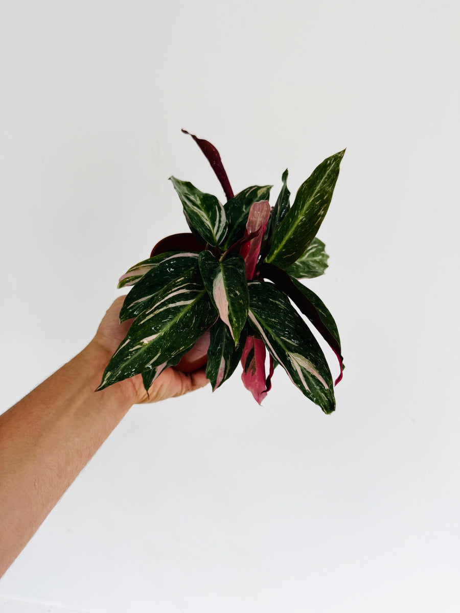 Stromanthe Magic Star - Splash Variegated - 4