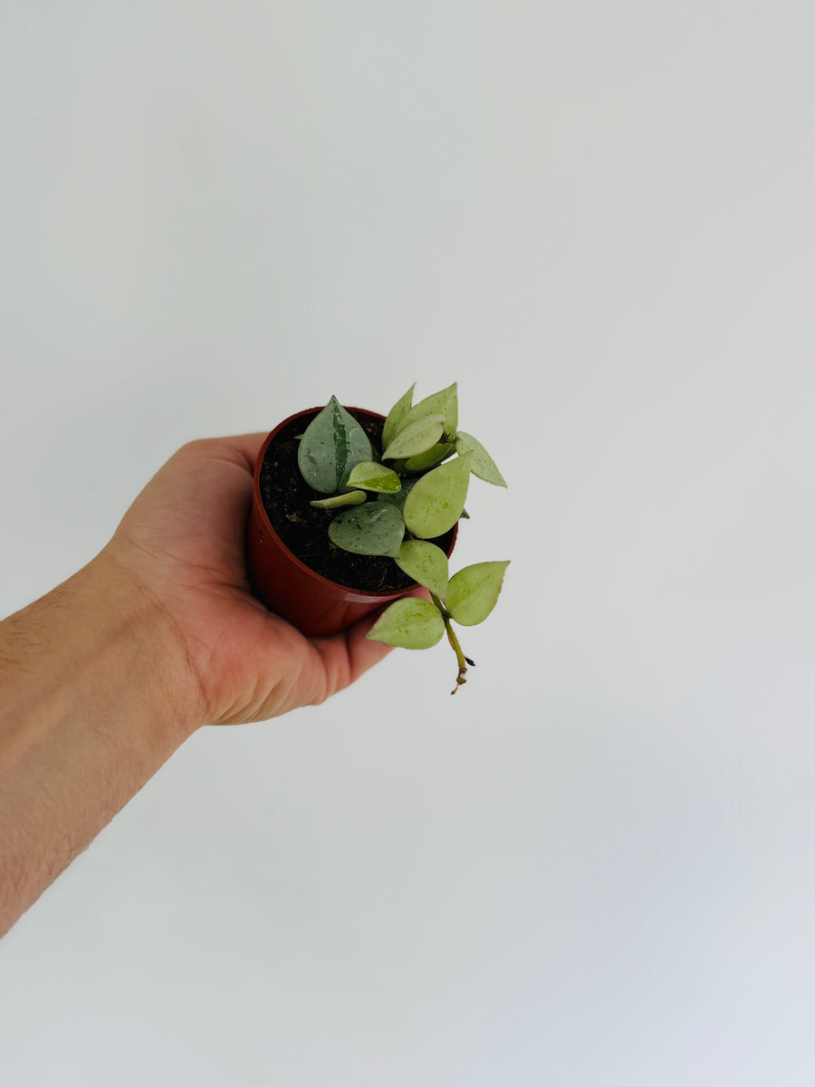Hoya Krohniana ‘Arctic’- 3” Pot