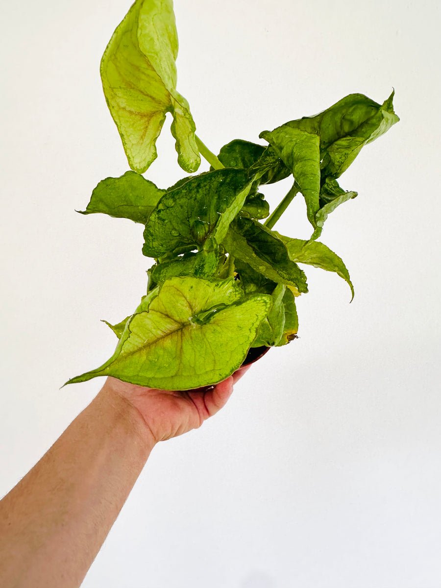 Syngonium Kiwi Delight - 4