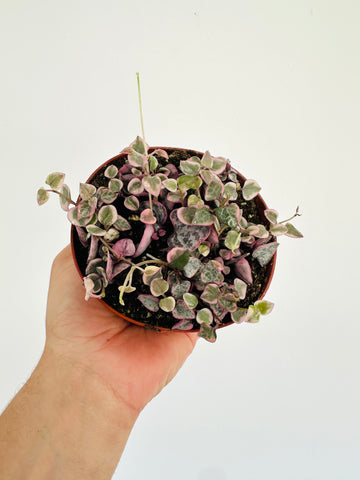 Variegated String of Hearts - Ceropegia Woodii 'Variegated' - 4