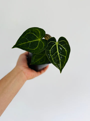 Anthurium Clarinervium x Magnificum - 4” Pot