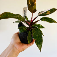 Philodendron Red Anderson - High Variegation