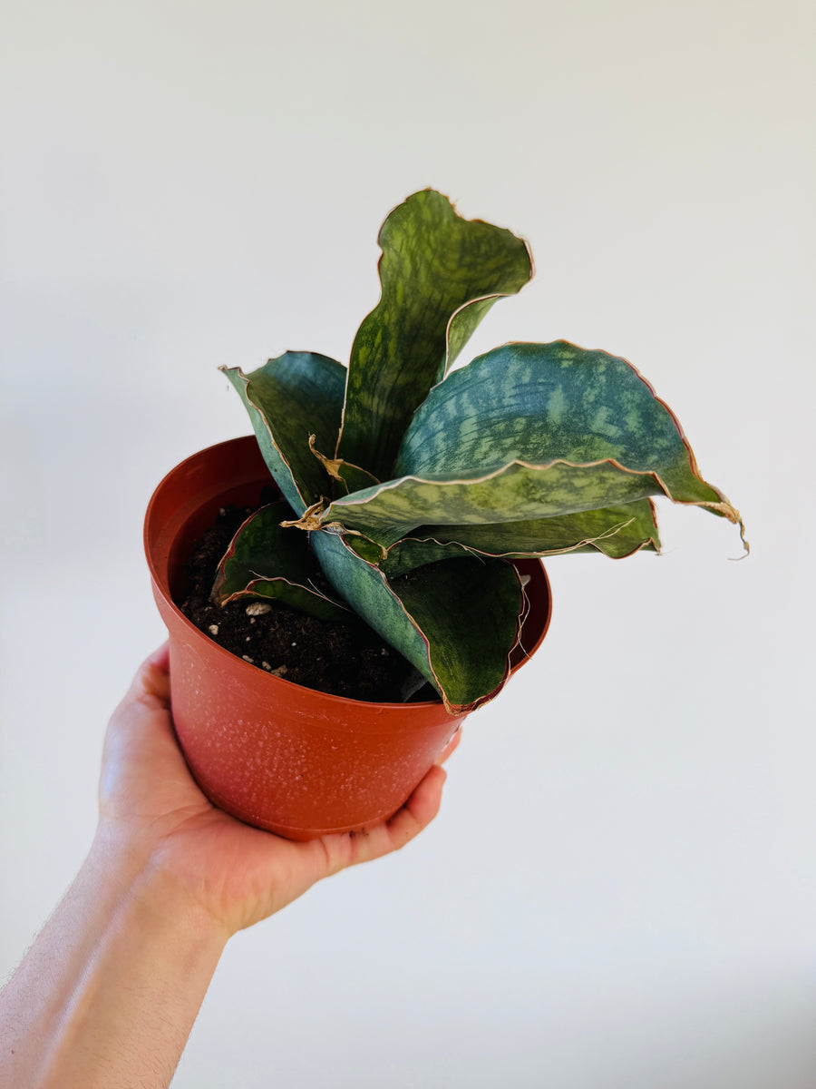 Sansevieria Dragon Wings - 6