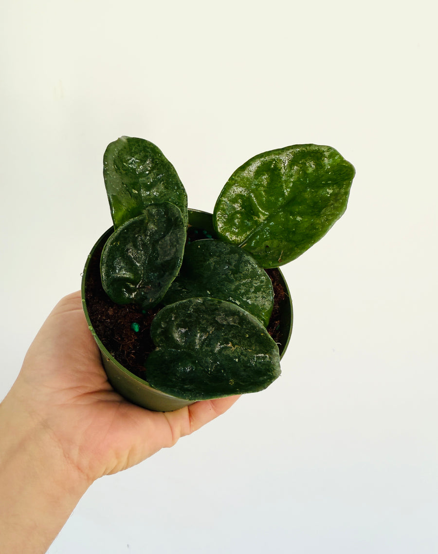 Hoya Giant Krinkle - 4