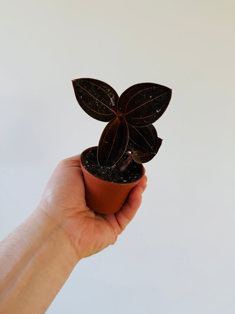 Sea Turtle Jewel Orchid - Ludochilus sp. Sea Turtle - 2