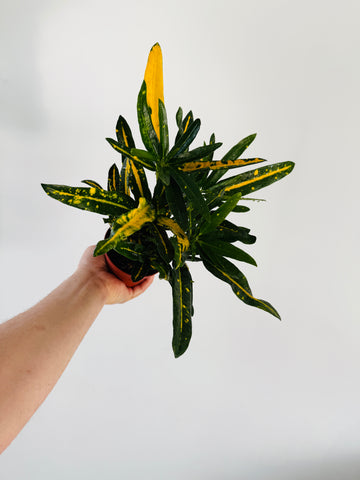 Croton Wildbolt- 4