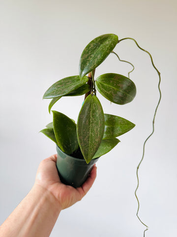 Hoya Wibergiae - Pink Splash Hoya- 4” Pot