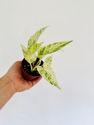 Pothos Alice - Terunoworld Pothos - Japanese Pothos - 3” Pot - LIMIT: One Per Customer