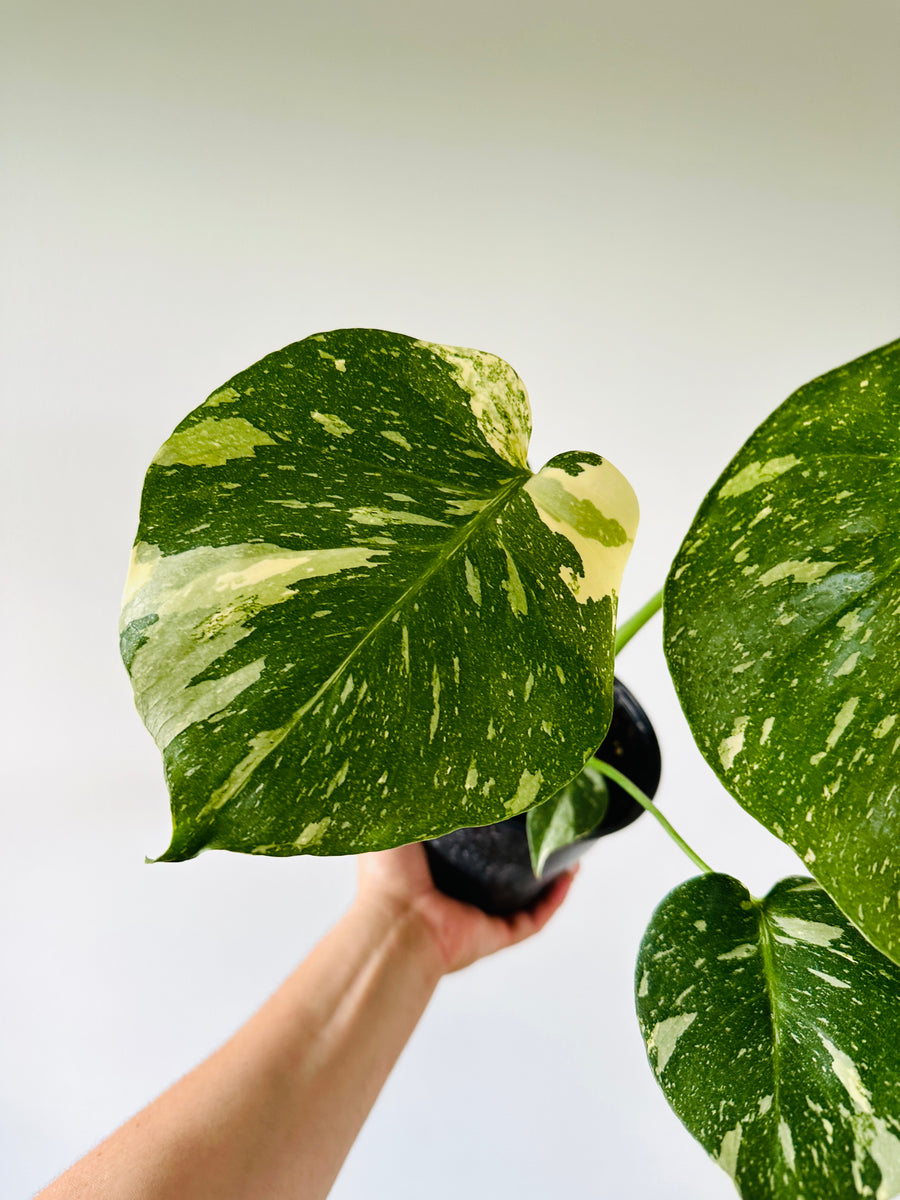 Monstera Thai Constellation - High Variegation - 6