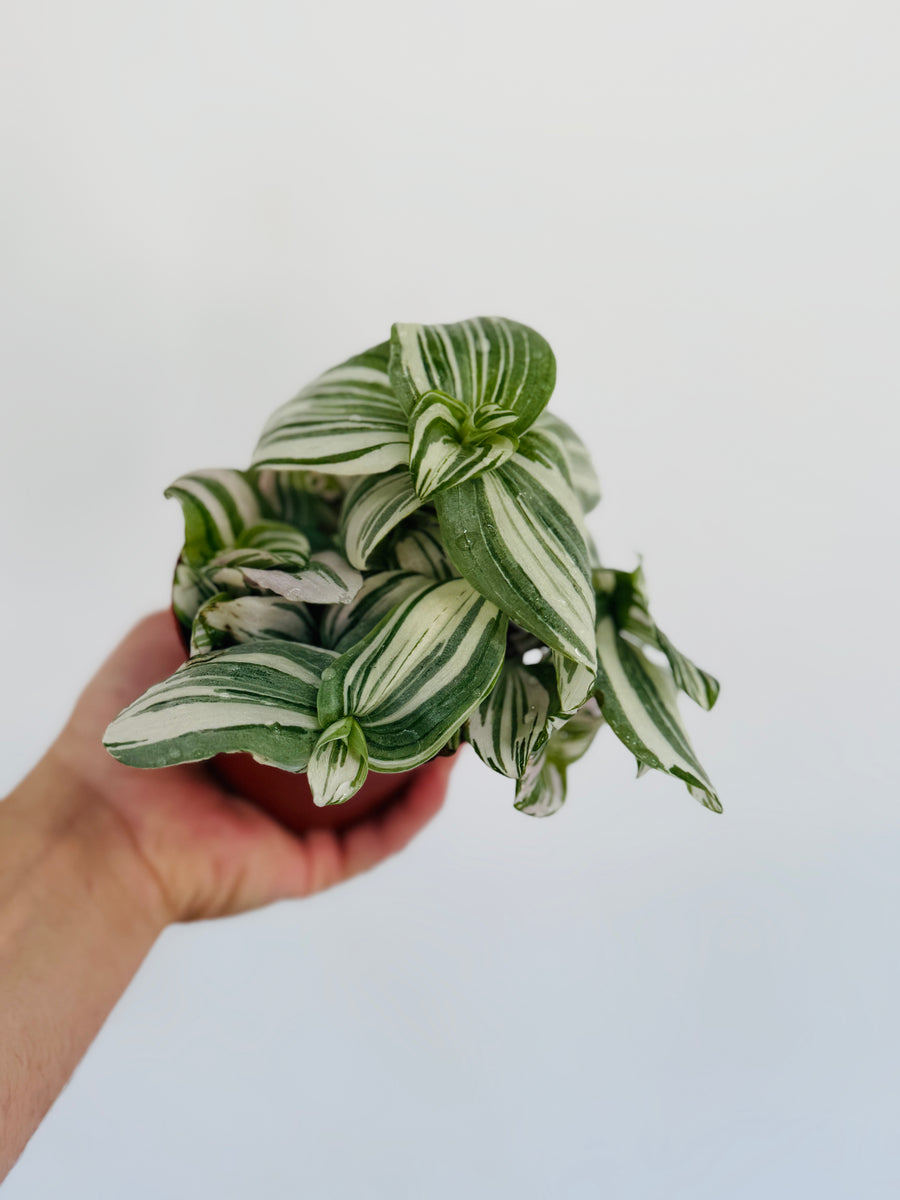 Purple Clone Wandering Dude - Rare Tradescantia - 4