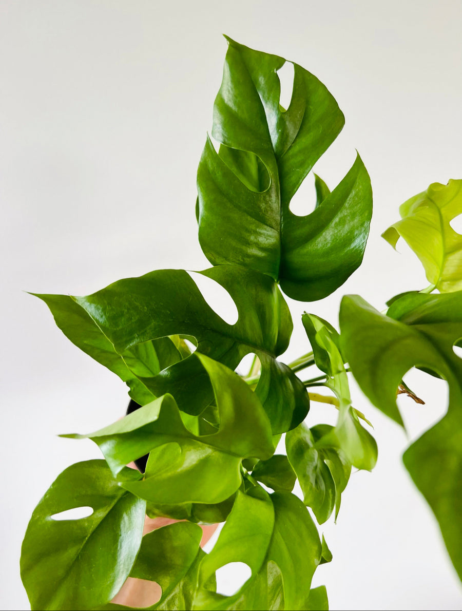 Monstera Minima - Mini Monstera - 4” Pot