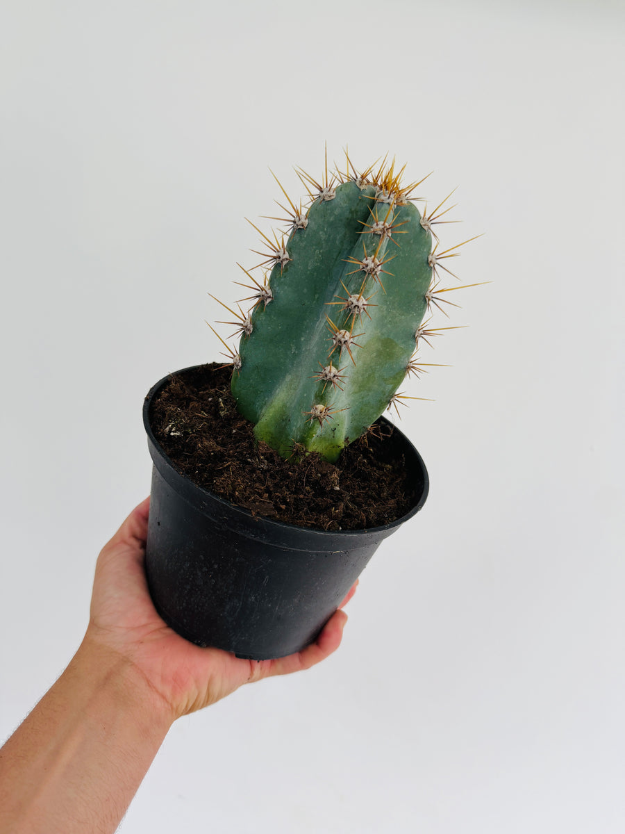 Peruvian Apple Cactus - Cereus Peruvianus - 6