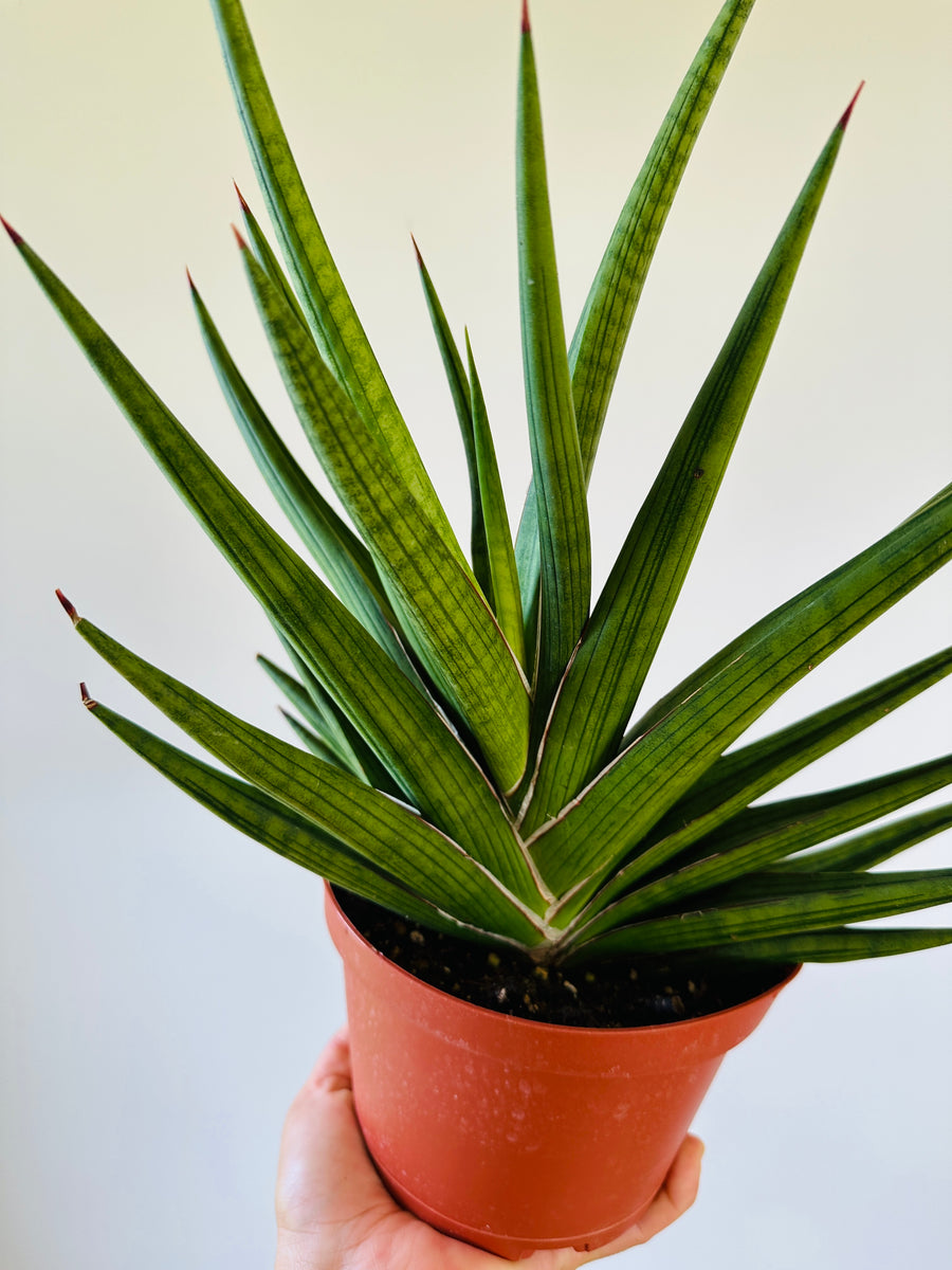 Sansevieria Giga Spiky - 6