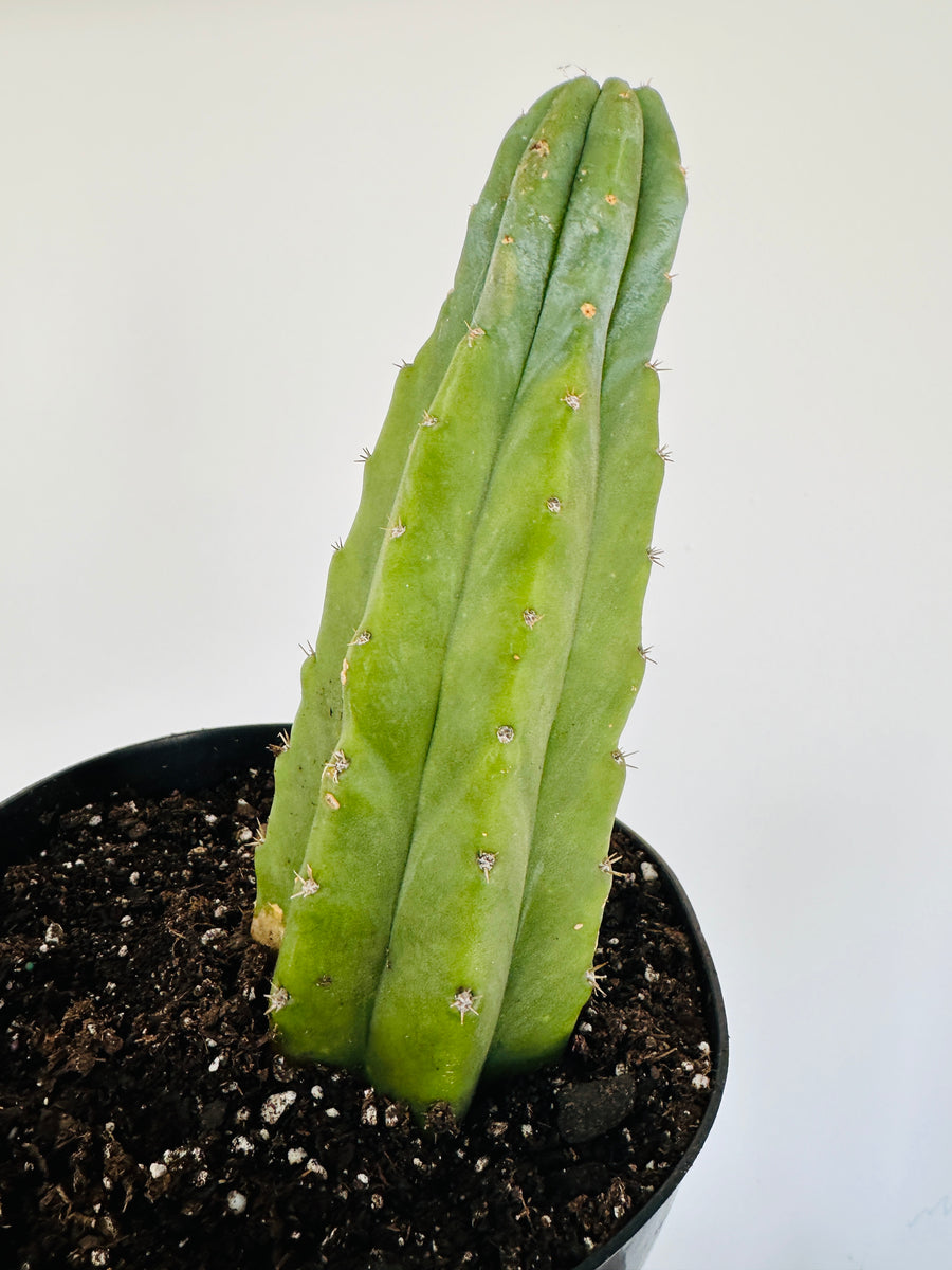 San Pedro Cactus - Trichocereus Pachanoi - Over 12