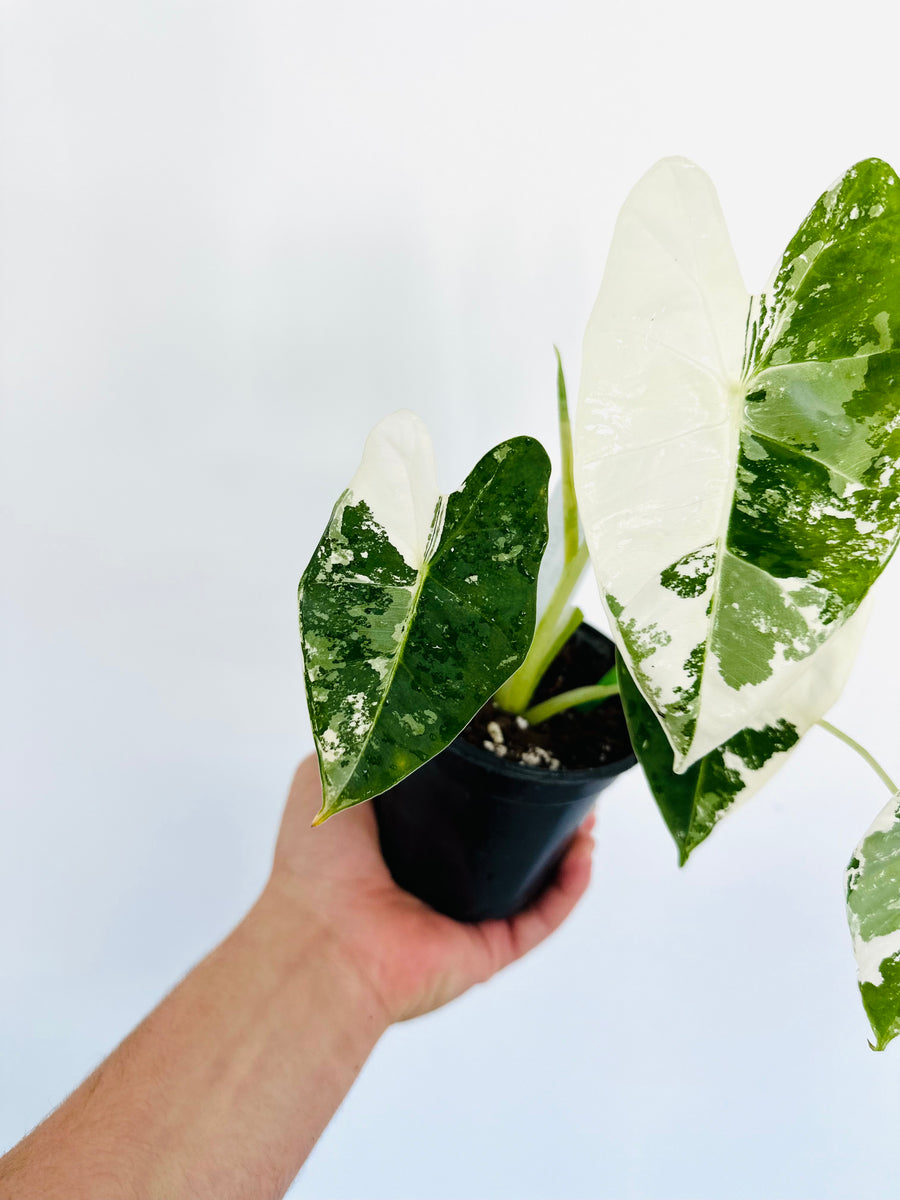Alocasia Frydek Albo Variegated - 4