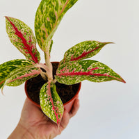朝方迄処分価格【Weed】Aglaonema pictum Aglaonema 'White Edge' – Fairchild Tropical Botanic Garden