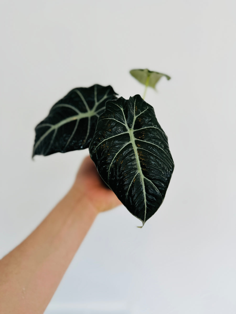 Alocasia Ninja - 4