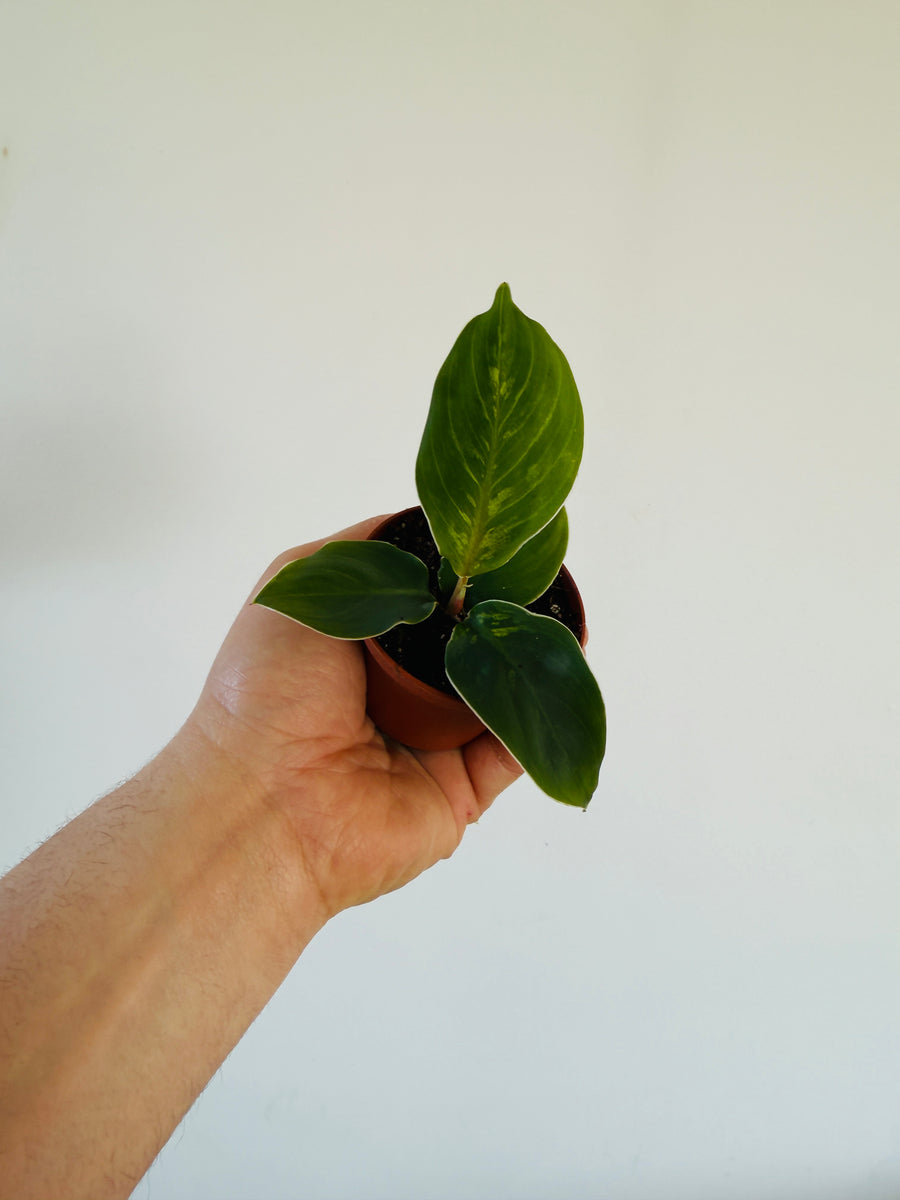 Homalomena Wallisii ‘Mauro’ - 2” Pot