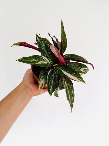 Stromanthe Magic Star - Splash Variegated - 4