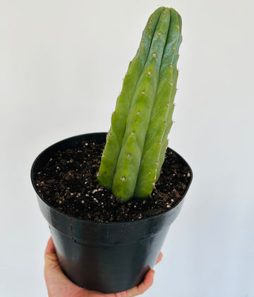 San Pedro Cactus - Trichocereus Pachanoi - Over 12
